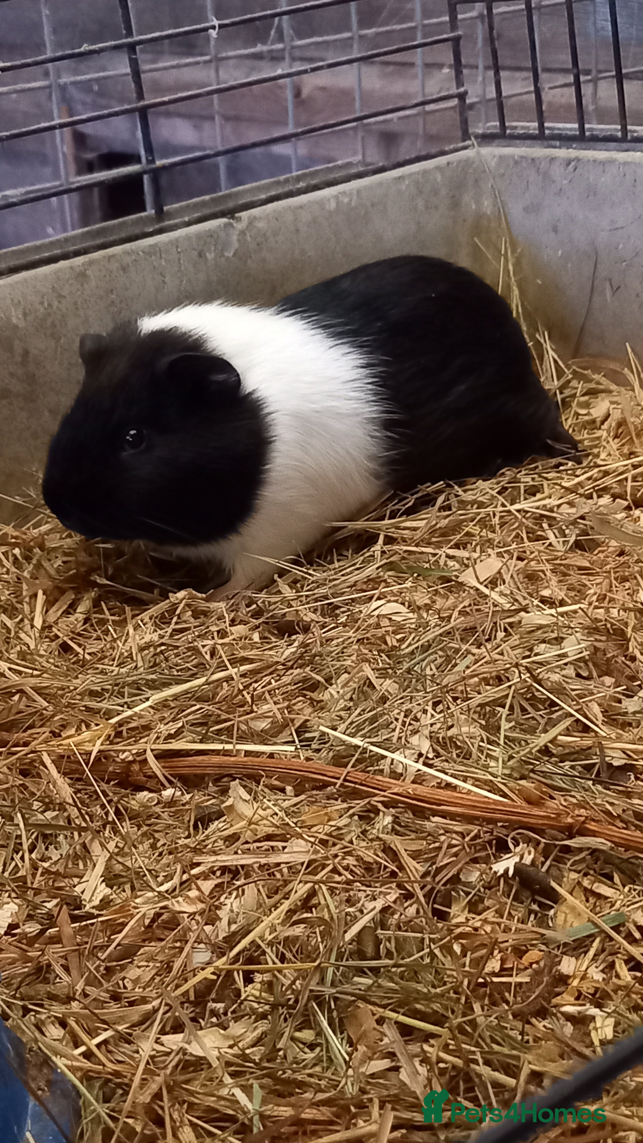Guinea Pig rodents Male Guinea Pig for Sale - Advert 5