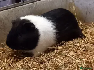 Guinea Pig rodents Male Guinea Pig for Sale - Advert 5