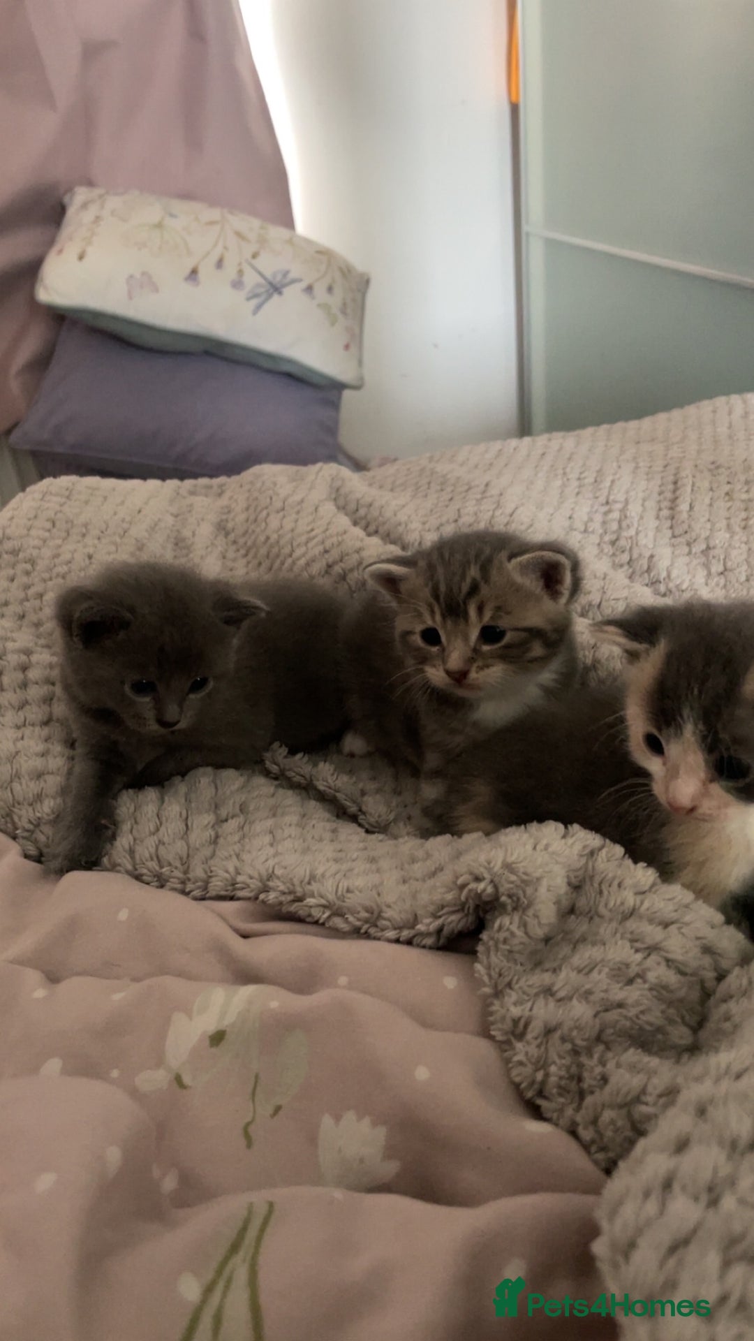Mixed Breed cats for sale: 3 Beautiful Tabby Kittens  - Image 4