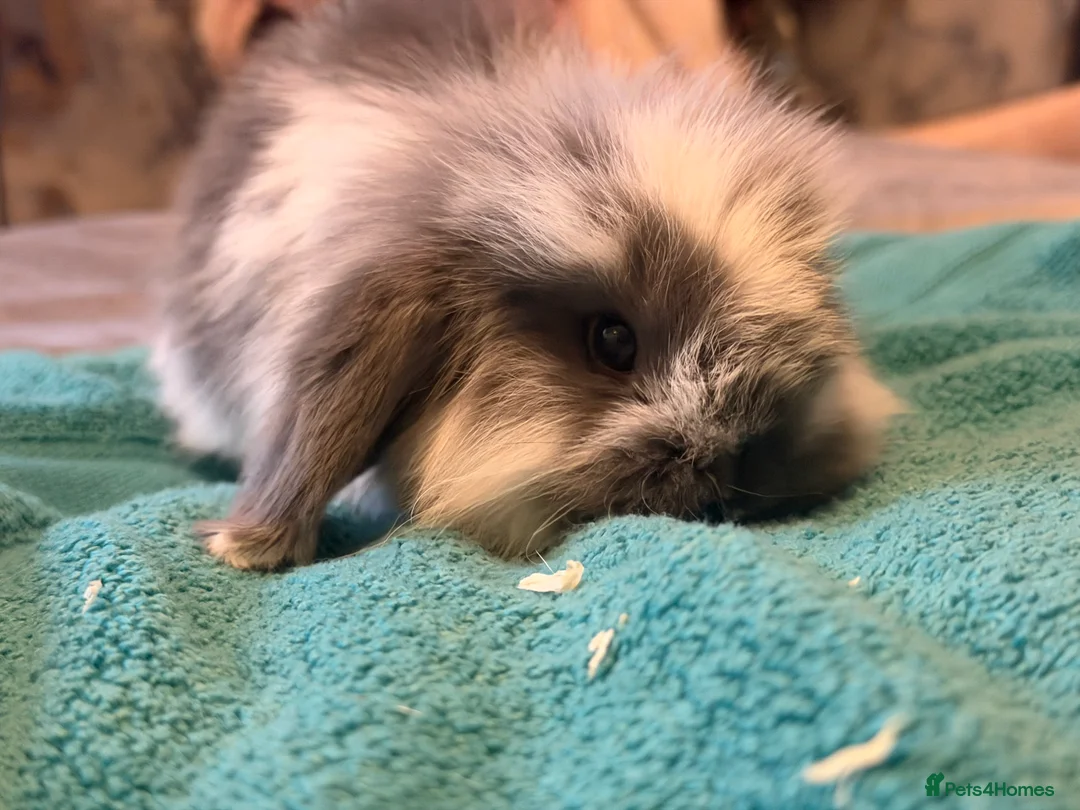 Mini Lop rabbits for sale: Mini lop - Advert 5