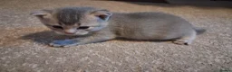 Scottish Fold cats for sale: Baby mix scotish fold🌸🐈❤️ in Chatham - Advert 3
