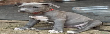  American Staffordshire  Terrier 3