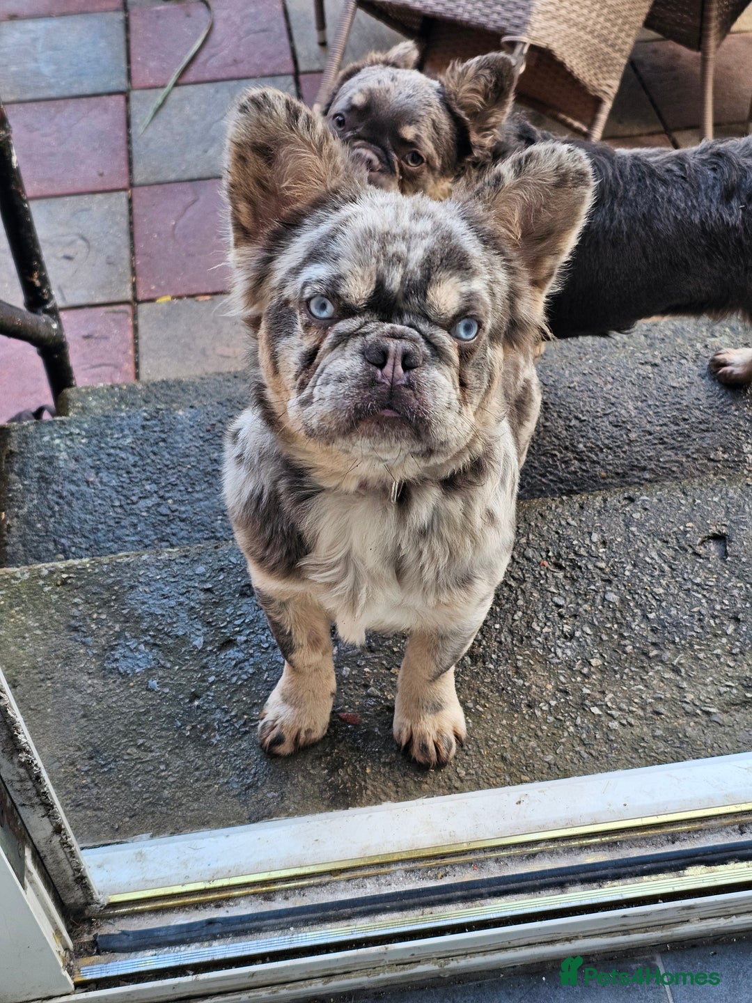 French Bulldog dogs for sale: 2 STUNNING VISUAL FLUFFY FEMALES FOR SALE - Advert 5