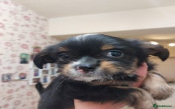 Mixed Breed dogs for sale: Ready to collect  - Advert 21