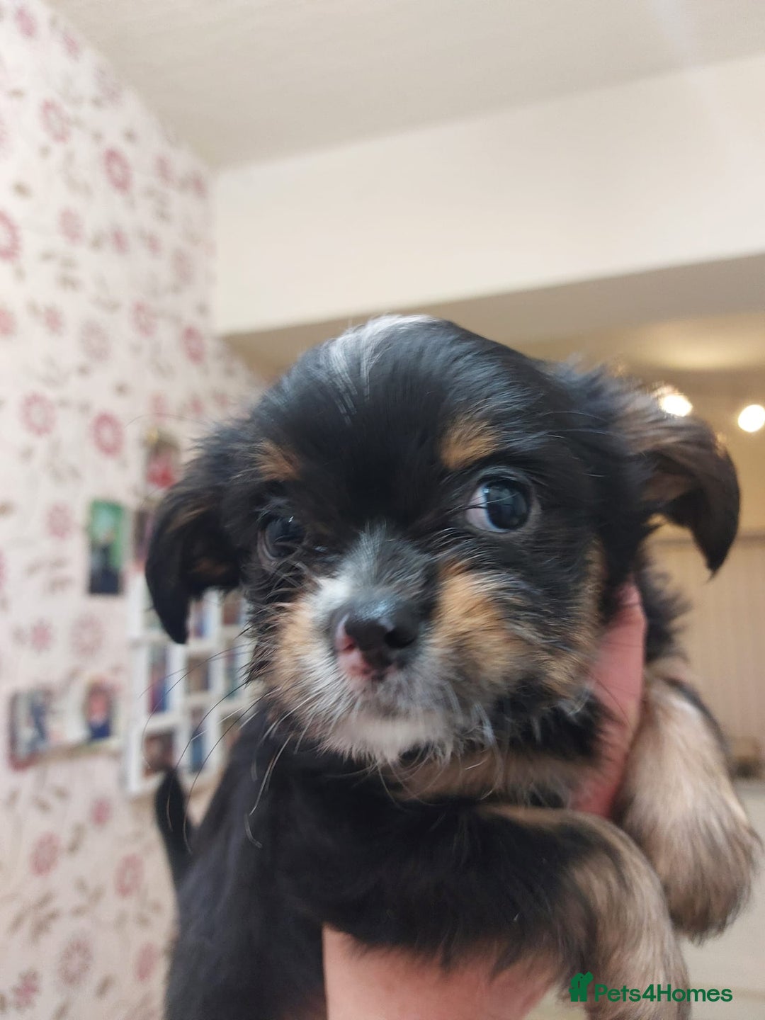 Mixed Breed dogs for sale: Ready to collect  - Advert 21