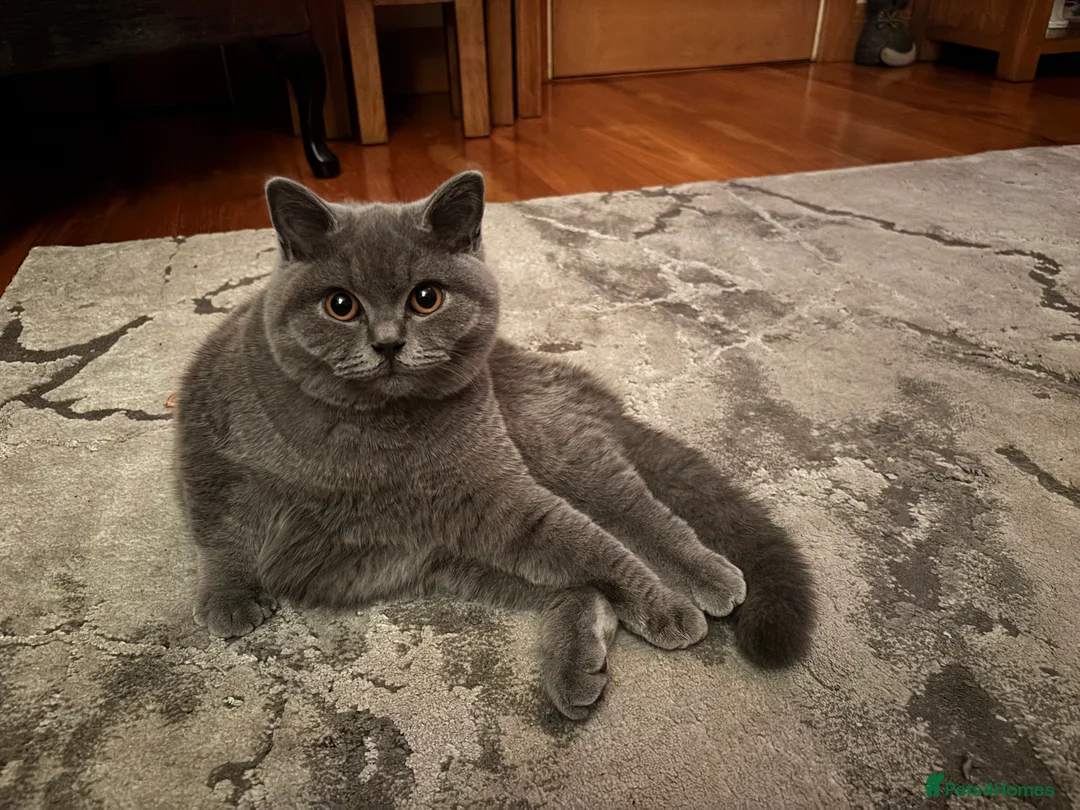 British Shorthair cats for sale: 🏆Exceptional pedigree GCCF BSH blue boy💙 - Advert 2
