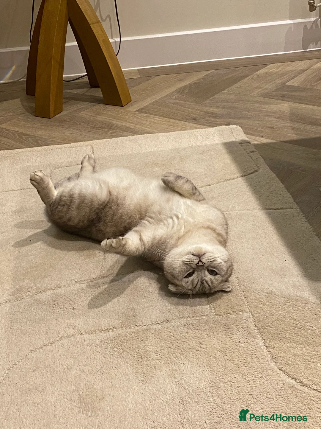 Scottish Fold cats for sale: Male and female  - Advert 2