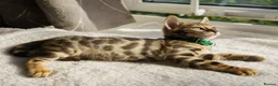 Bengal cats for sale: ONLY 4 LEFT - HEALTH/DNA TESTED BENGALS - Advert 9