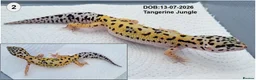 Leopard Gecko reptiles for sale: Baby Leopard Geckos - Advert 4