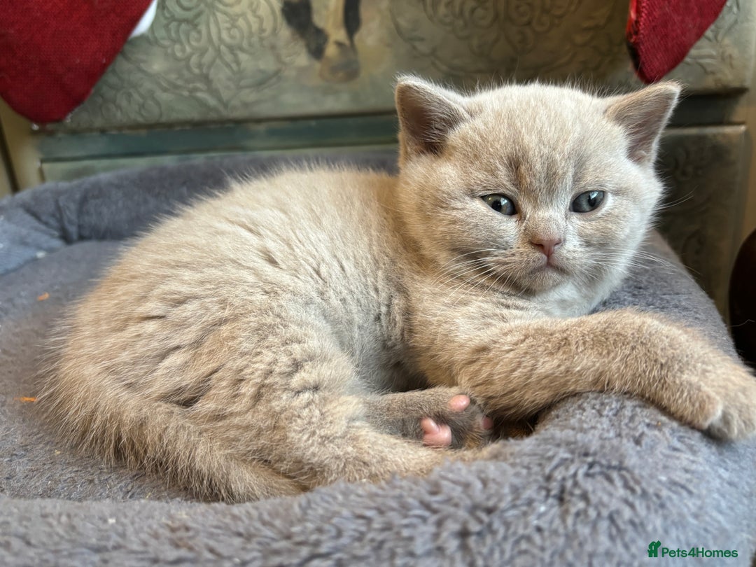 British Shorthair cats for sale: British shorthair and longhair  - Advert 3