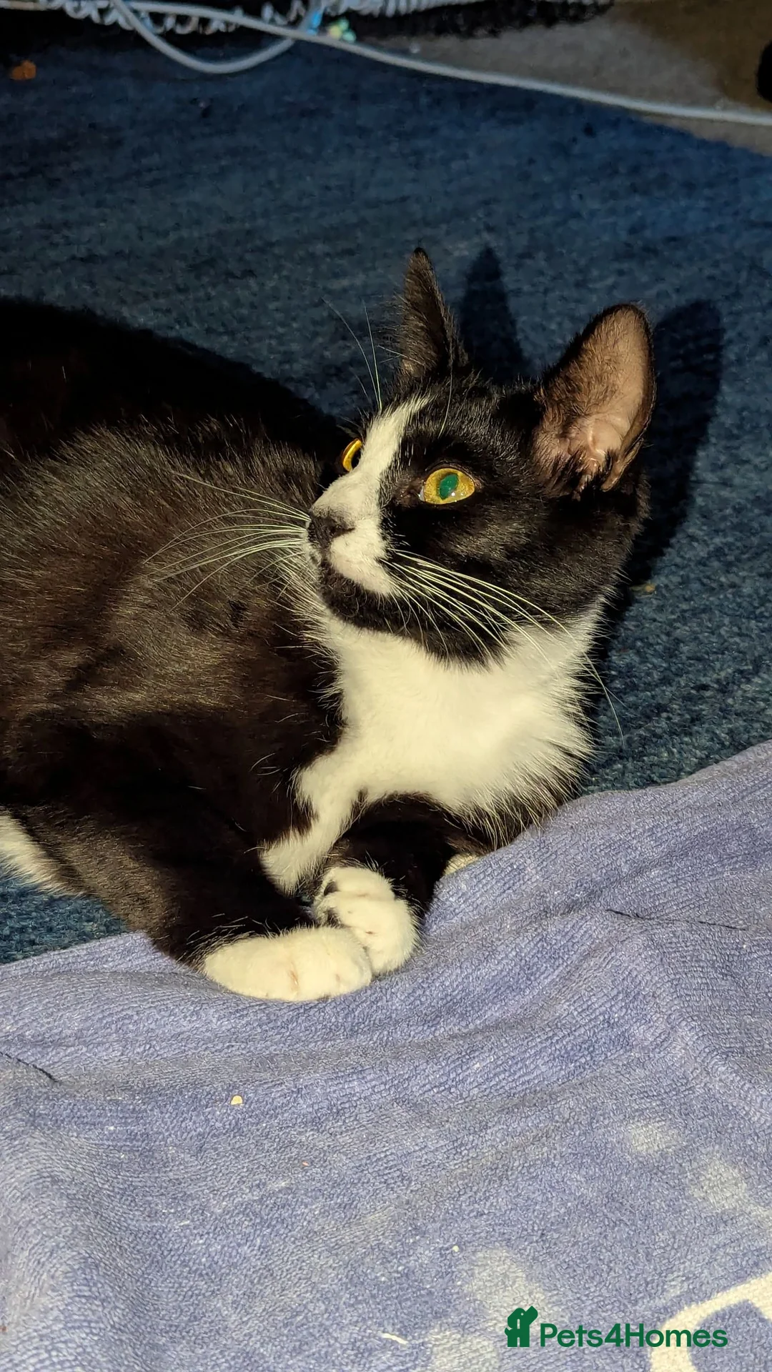 Mixed Breed cats for sale: 4 Beautiful kittens looking forever homes - Advert 13