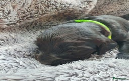 Cocker Spaniel dogs for sale: K.C. Registered cocker spaniel puppies - Image 6