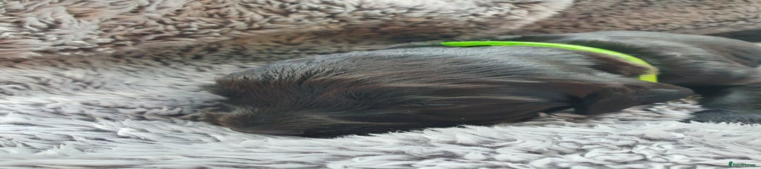 Cocker Spaniel Puppy 3
