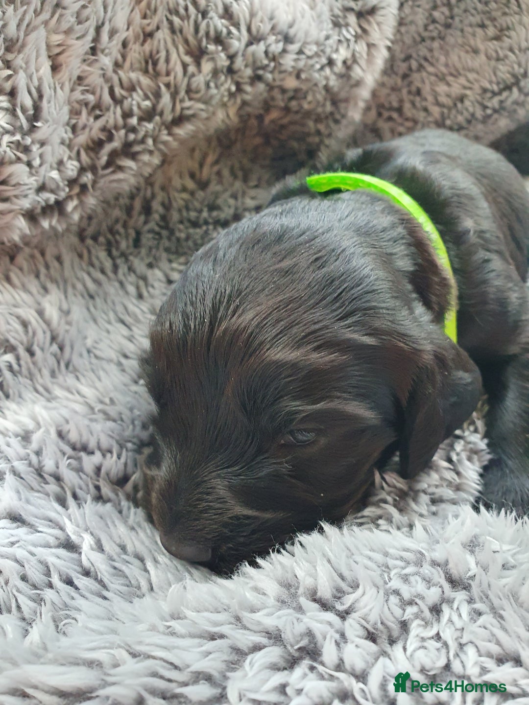 Cocker Spaniel dogs for sale: K.C. Registered cocker spaniel puppies - Image 6