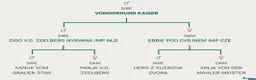 German Shepherd dogs for sale: Elite DDR German Shepherd - World-Class Pedigree  - Advert 20