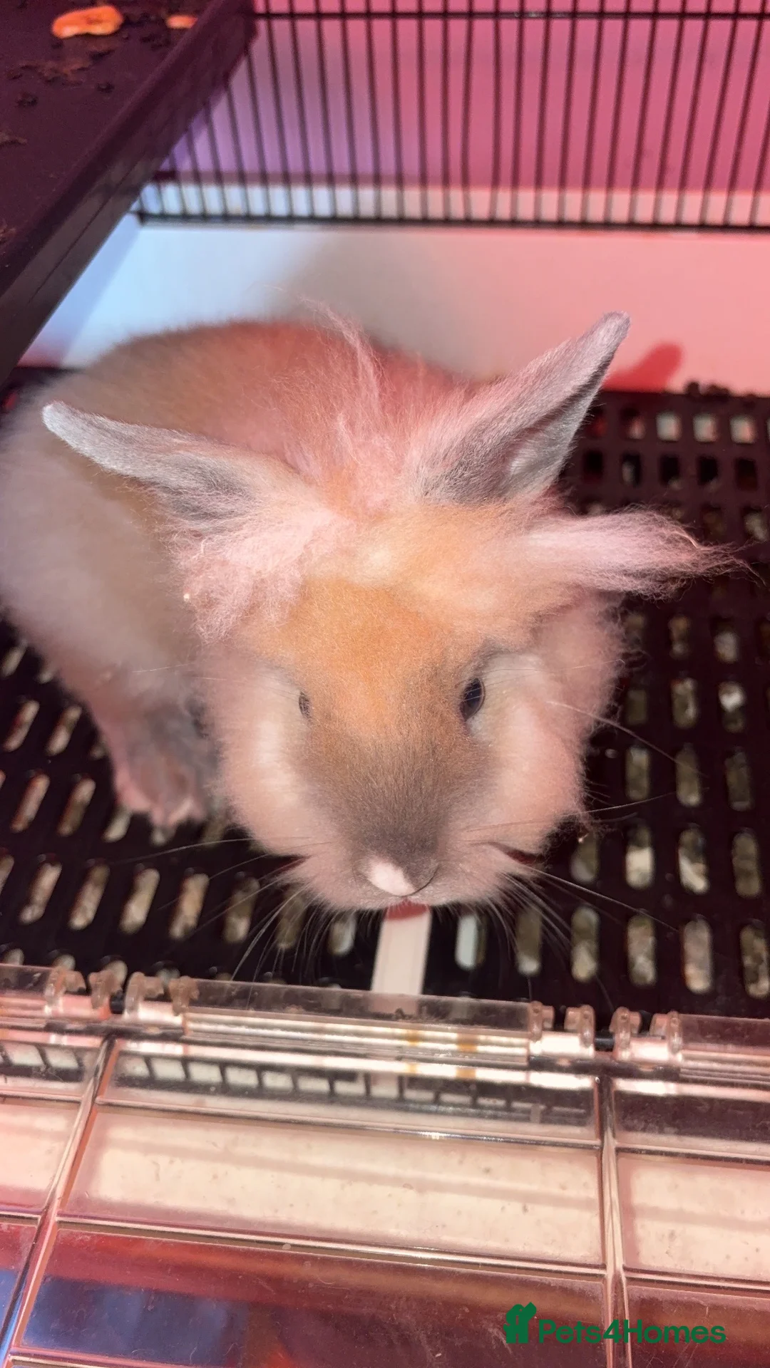 Lionhead rabbits for sale: Lion head rabbit - Advert 2