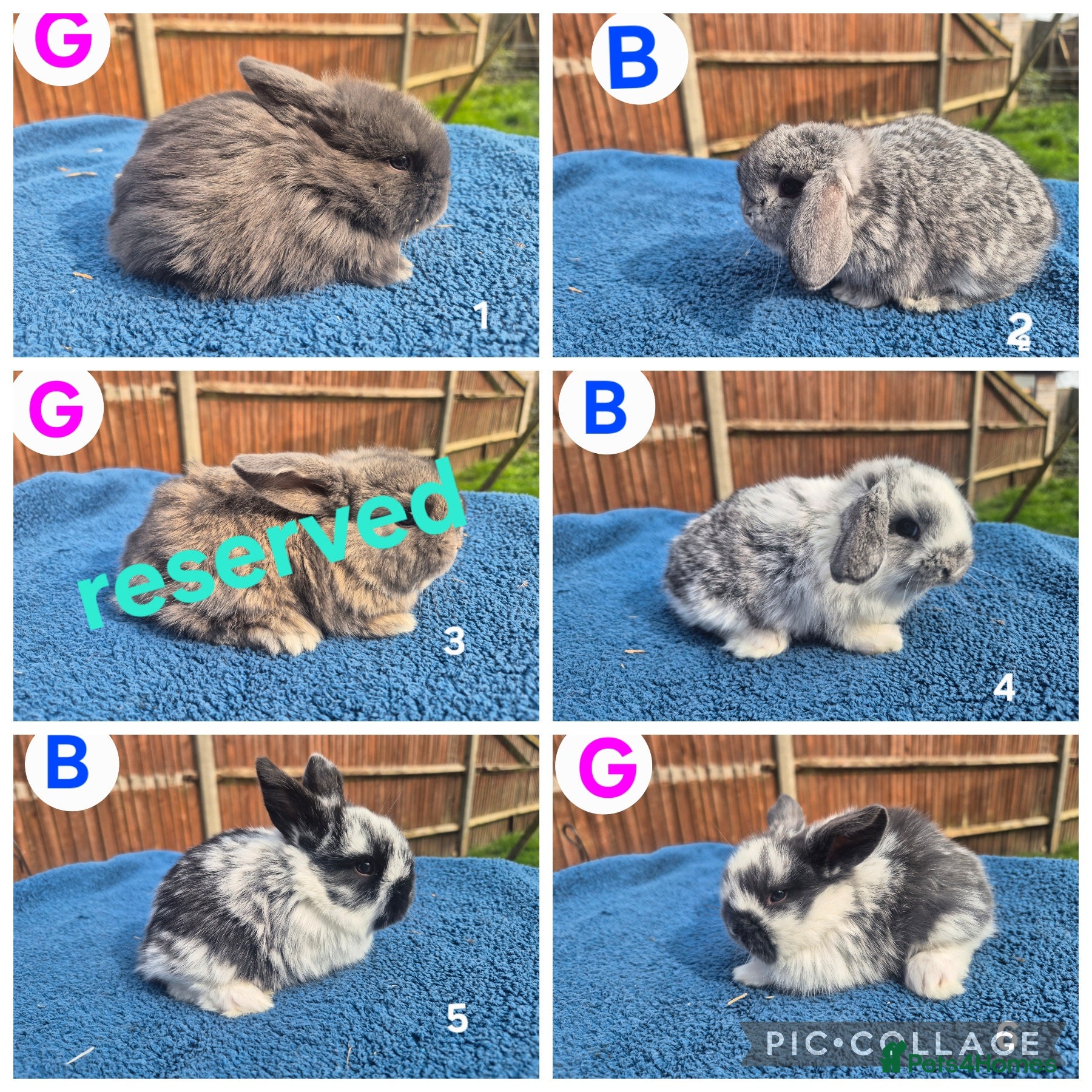 Mini Lop rabbits 3 x litters of gorgeous mini lop babies - Advert 2