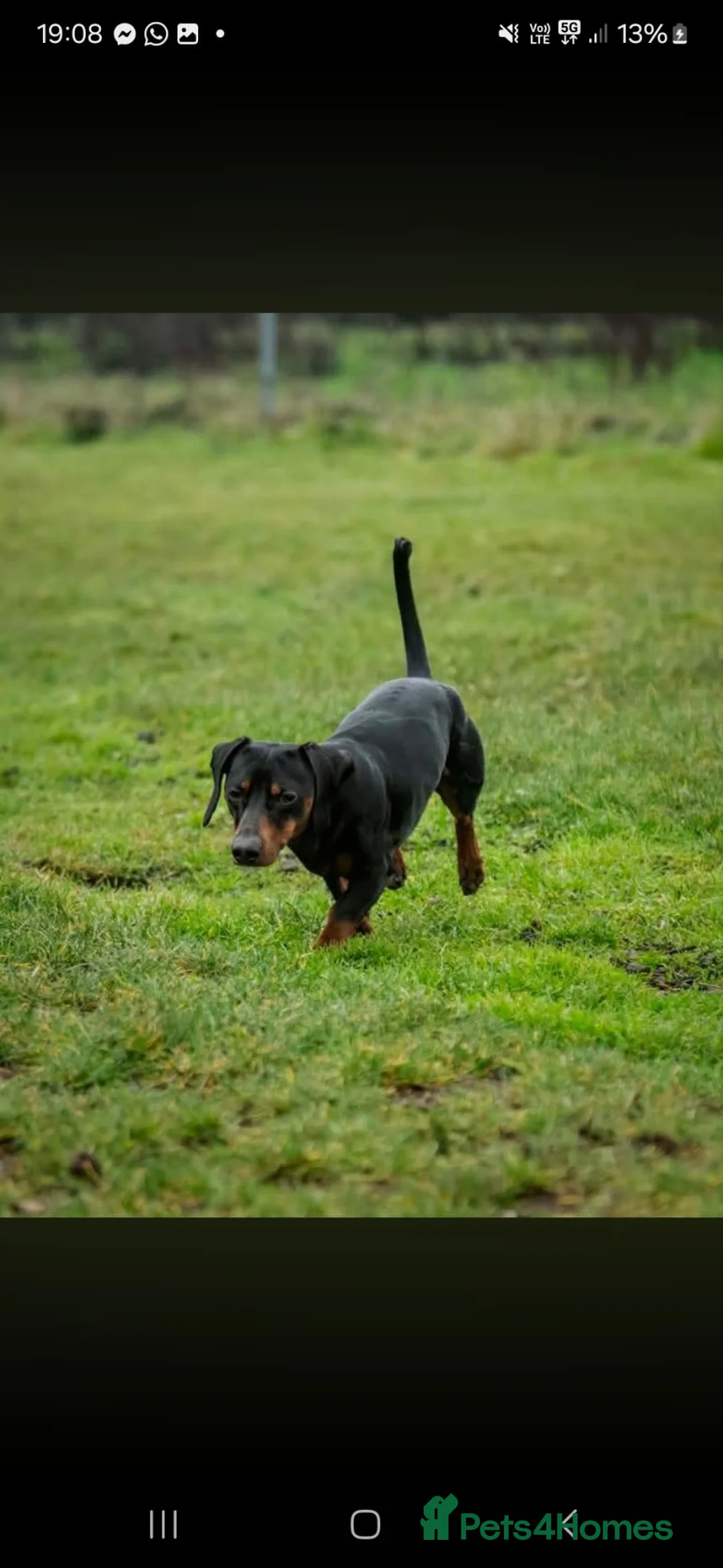 Miniature Dachshund dogs for stud: Miniature dachshund  - Advert 4