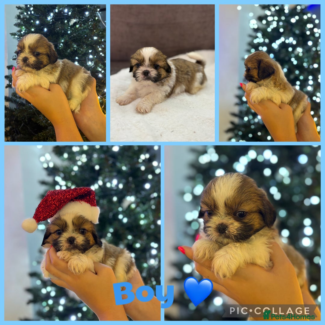 Shih Tzu dogs for sale: Beautiful litter of 6 Shih Tuz pups  - Advert 2