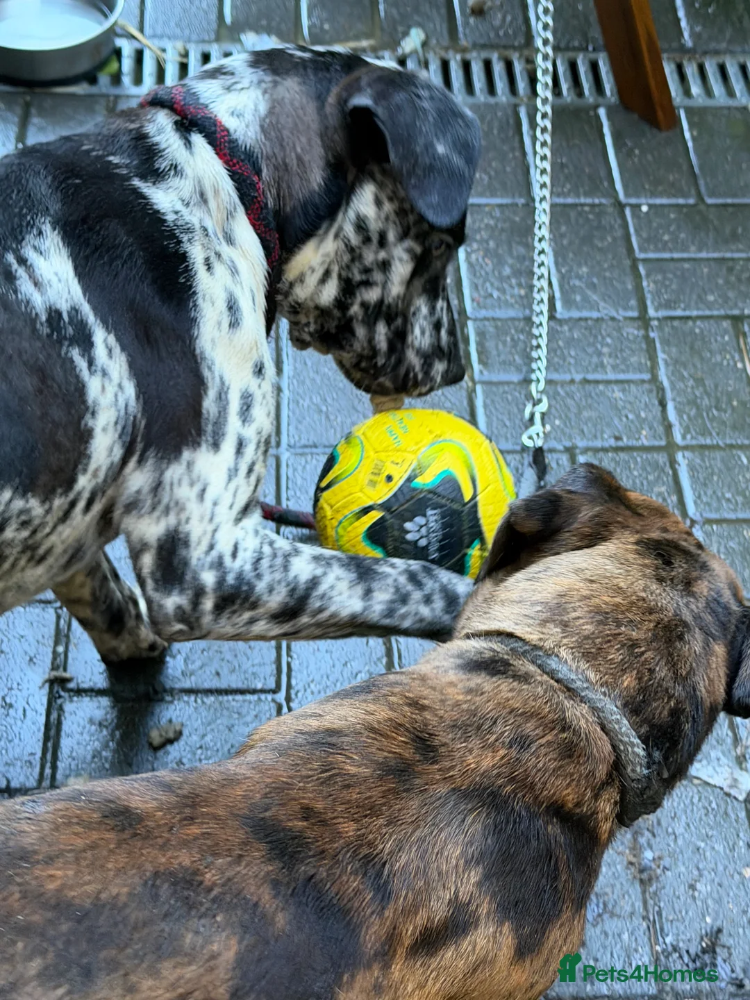 Mastiff dogs for sale: Rare merle English mastiff girl in Saint Austell - Advert 2