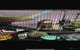 Ferret rodents for sale: 2 year old male ferret  - Image 1