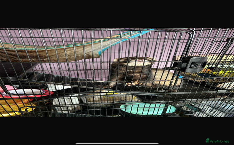 Ferret rodents - Advert 1