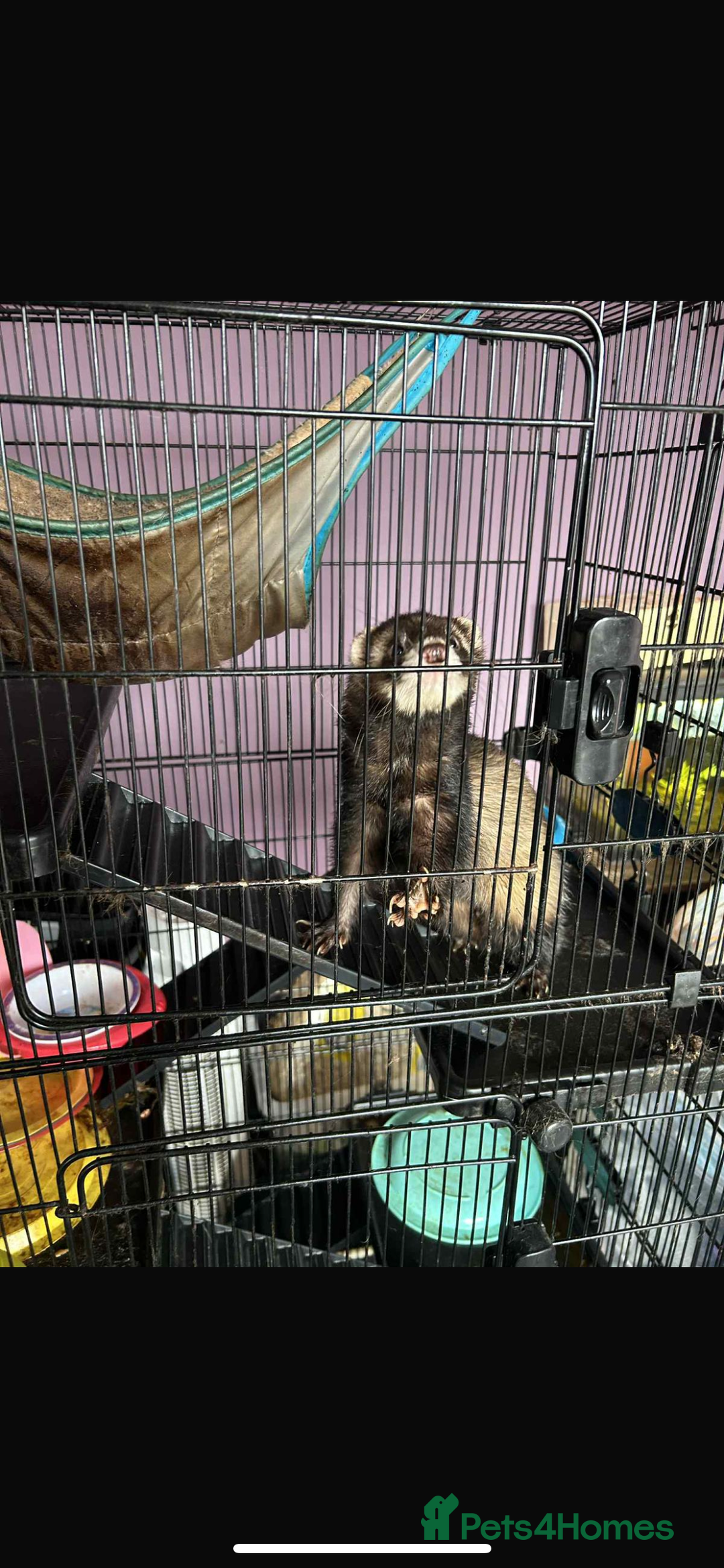 Ferret rodents for sale: 2 year old male ferret  - Image 1