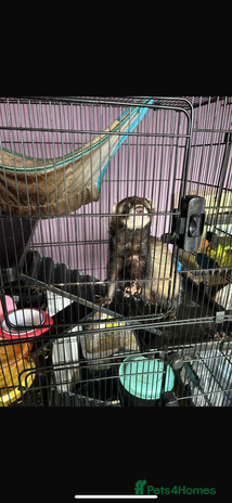 Ferret rodents - Advert 2
