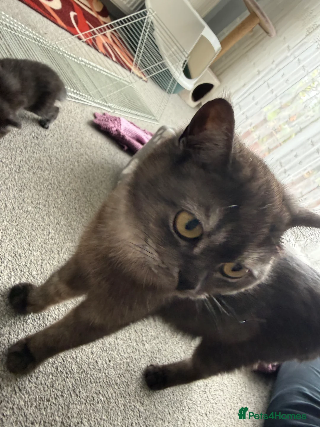 British Shorthair cats for sale: We have 4 little kittens looking for a new home - Advert 2