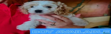 Cavapoo 1