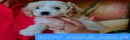 Cavapoo dogs for sale: F1 cavapoo puppies - Advert 3
