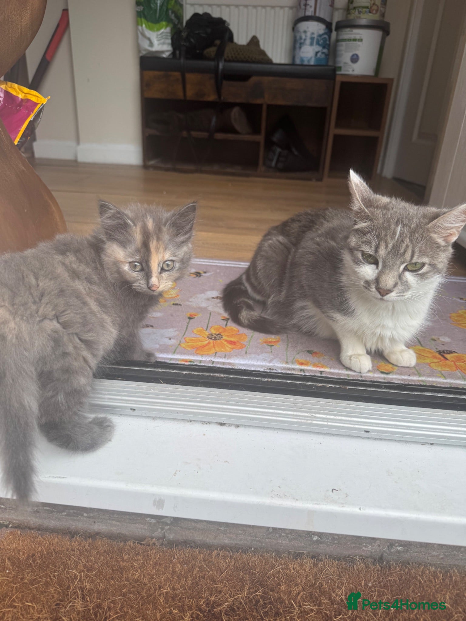 Mixed Breed cats Beautiful mixed grey kittens - Advert 1