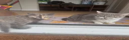 Mixed Breed cats for sale: Beautiful mixed grey kittens - Advert 1