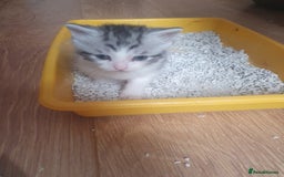 Mixed Breed cats for sale: Beautiful 3 kittens,born 20th August - Image 3