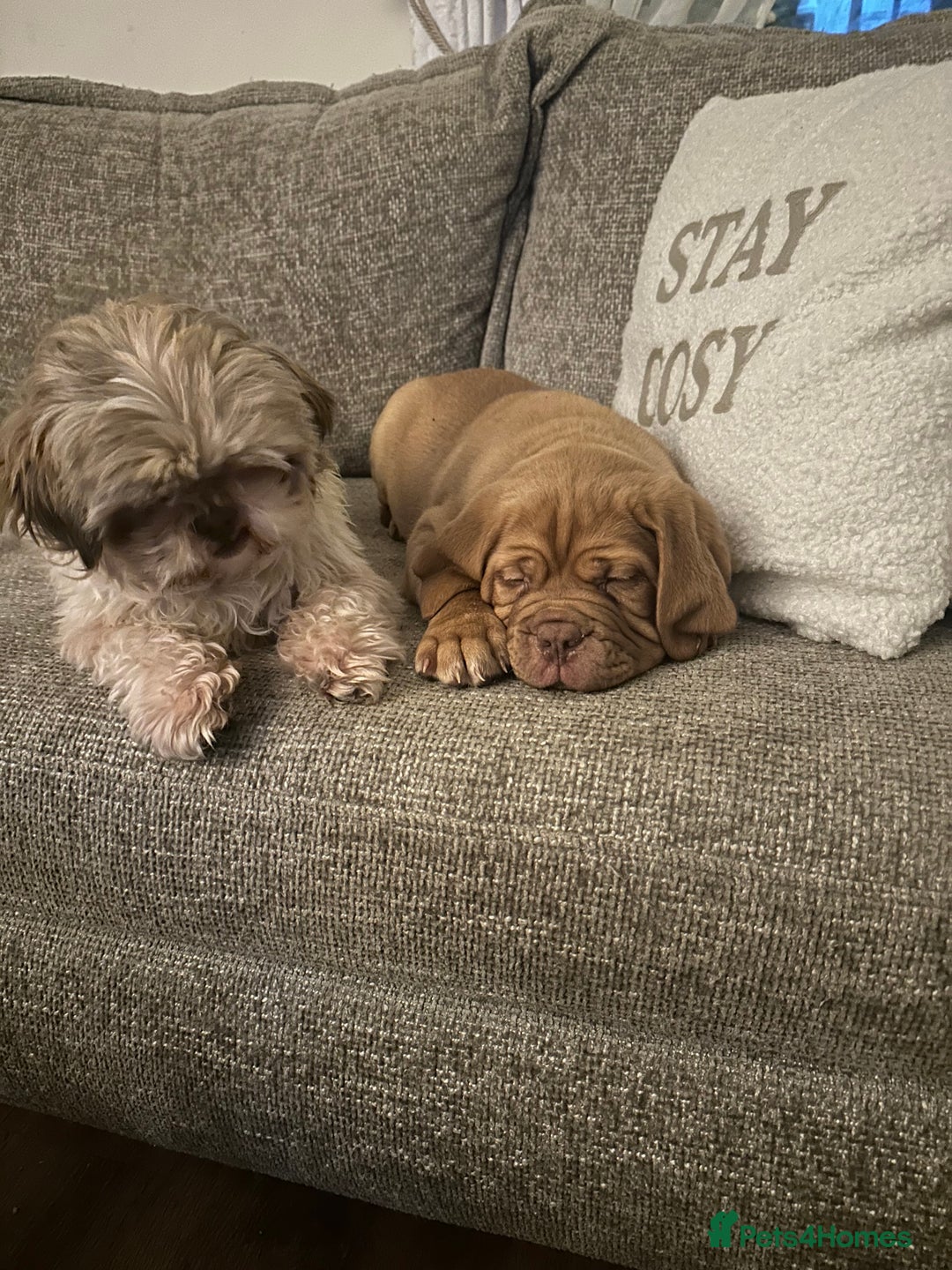 Dogue De Bordeaux dogs for sale: Beautiful girl Nala  - Advert 7