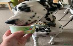 Dalmatian dogs for sale: 5 year old female Dalmatian  - Image 5
