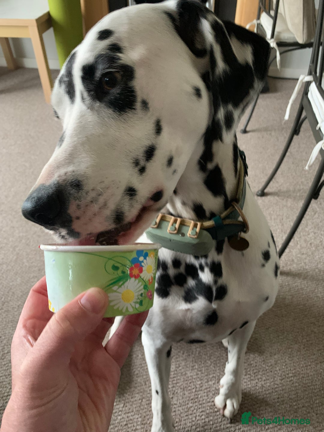 Dalmatian dogs for sale: 5 year old female Dalmatian  - Image 5