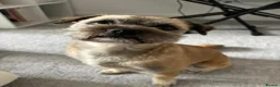 Mixed Breed dogs for sale: Ernie - Advert 2