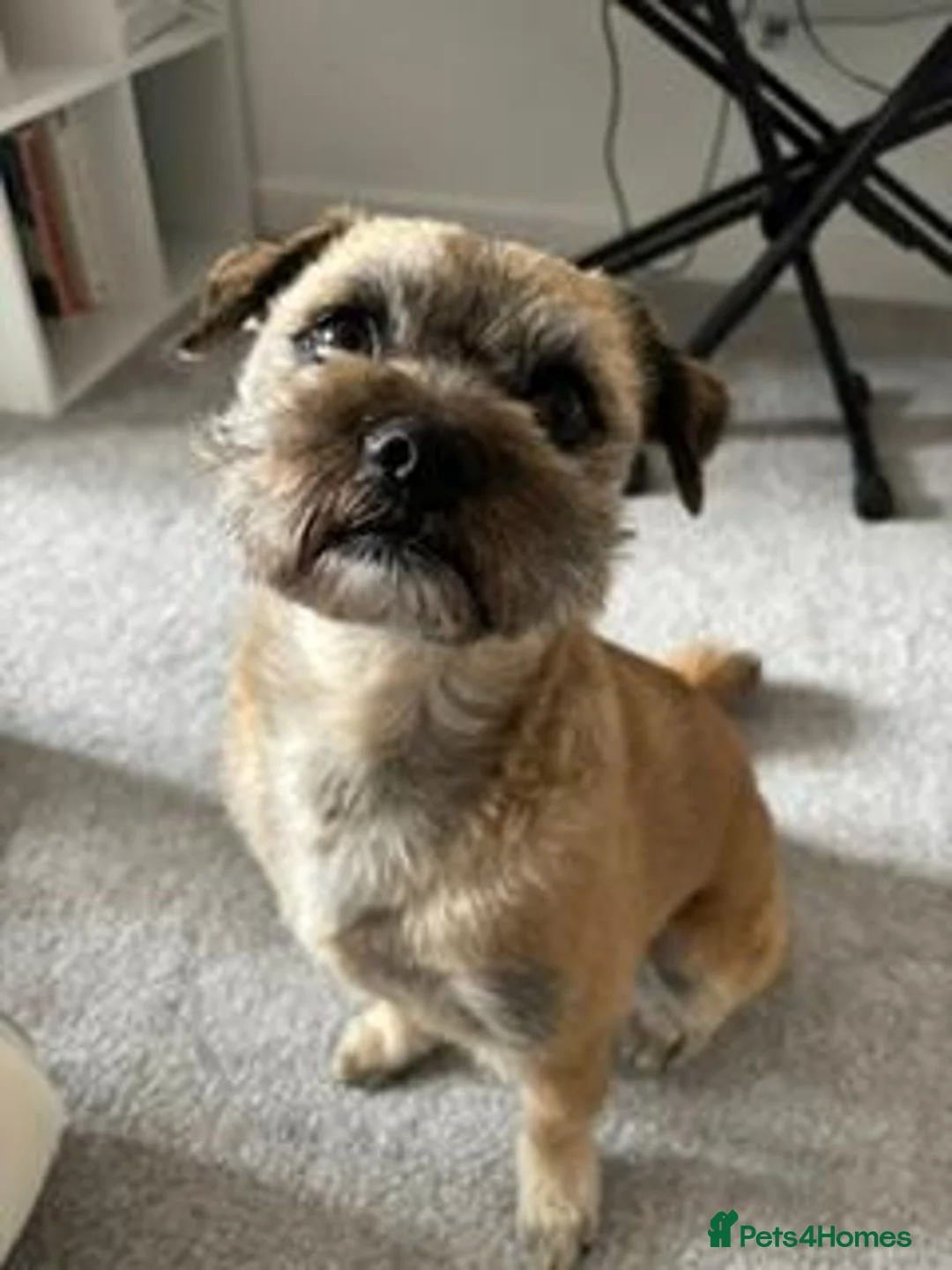 Mixed Breed dogs for sale: Ernie - Advert 2