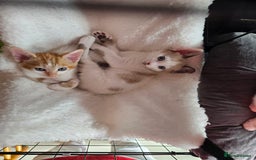 Mixed Breed cats for sale: Kittens  - Image 10