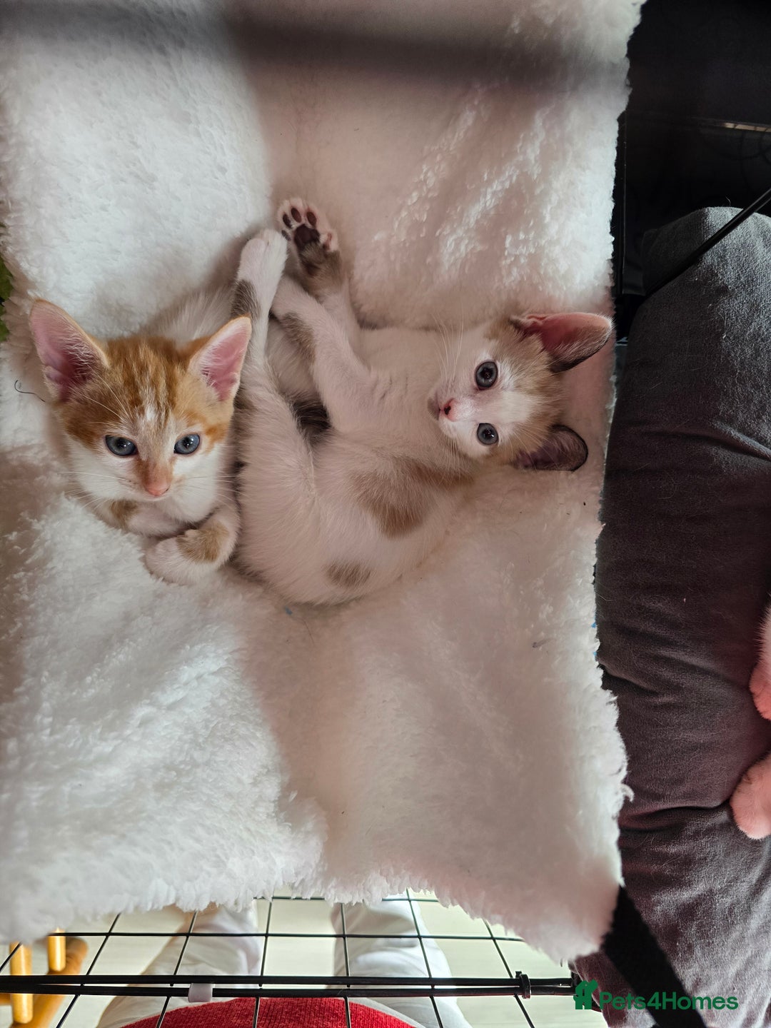 Mixed Breed cats for sale: Kittens  - Image 10