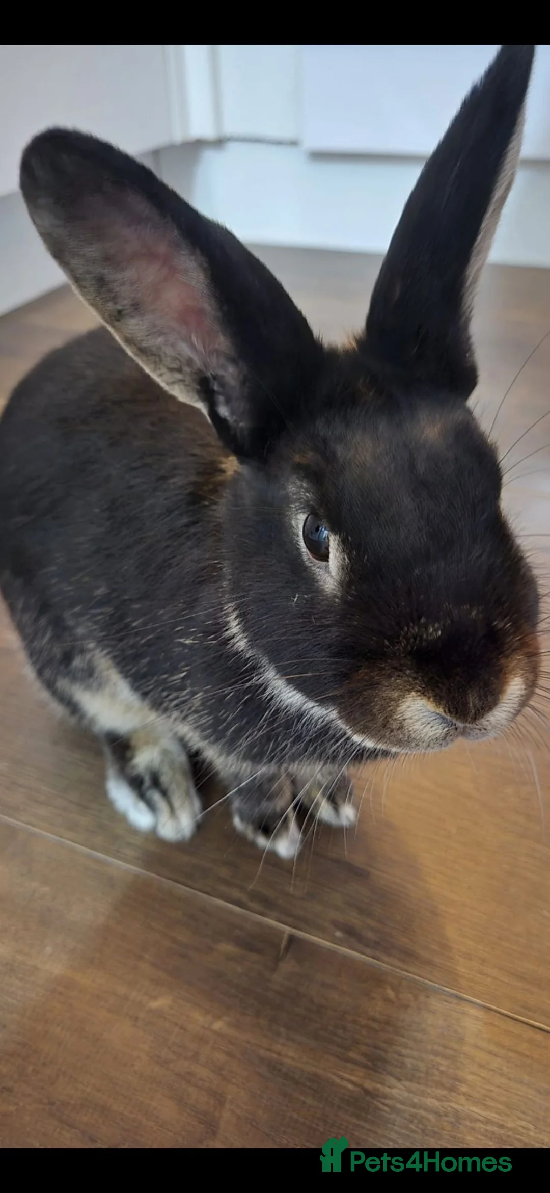 Rex rabbits for sale: female bunny 6mth old in Chorley - Advert 2