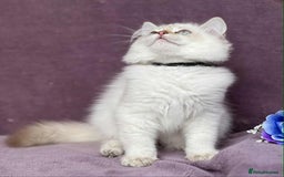 British Shorthair cats for sale: OPEN TO OFFERS TICA registered BSH kittens - Image 15