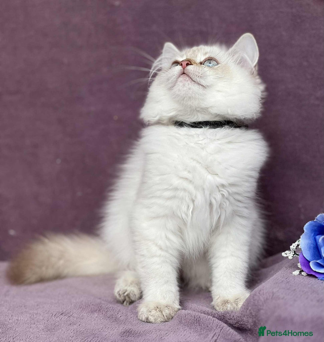 British Shorthair cats for sale: OPEN TO OFFERS TICA registered BSH kittens - Image 15