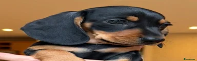 Miniature Dachshund Smooth
