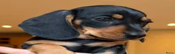 Miniature Dachshund dogs for sale: Miniature Smooth Haired Dachshund Black and Tan in Wrexham - Advert 4