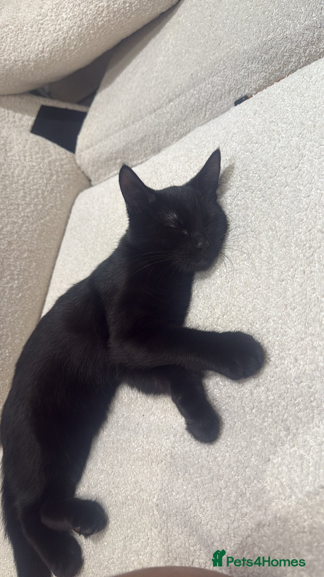 Mixed Breed cats for sale: Kitten for free - Advert 2