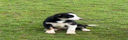 Border Collie dogs for sale: Border Collie Pups in Machynlleth - Advert 18