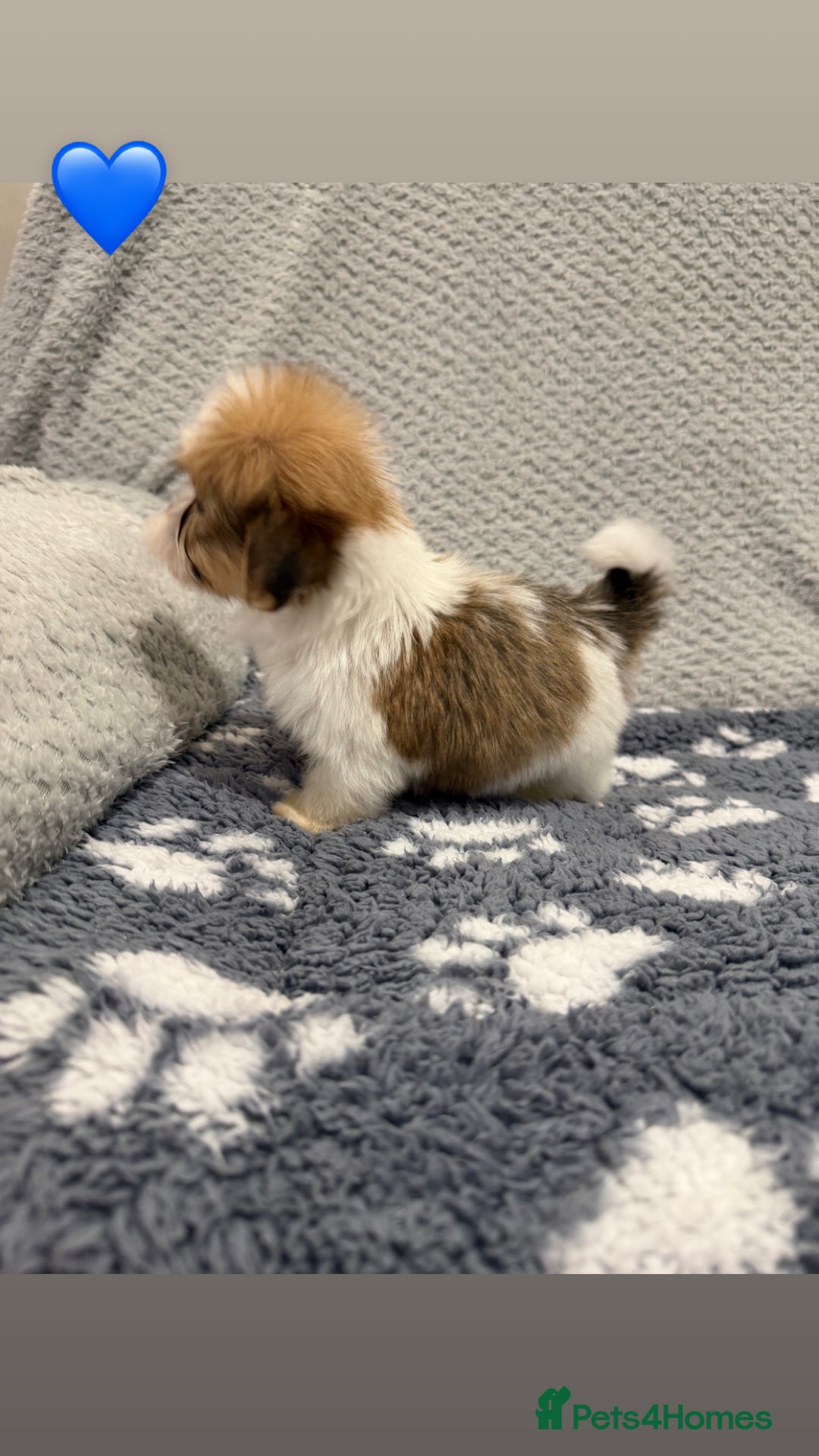Lhasa Apso dogs for sale: Lhasa apso puppies 🐶 - Advert 11