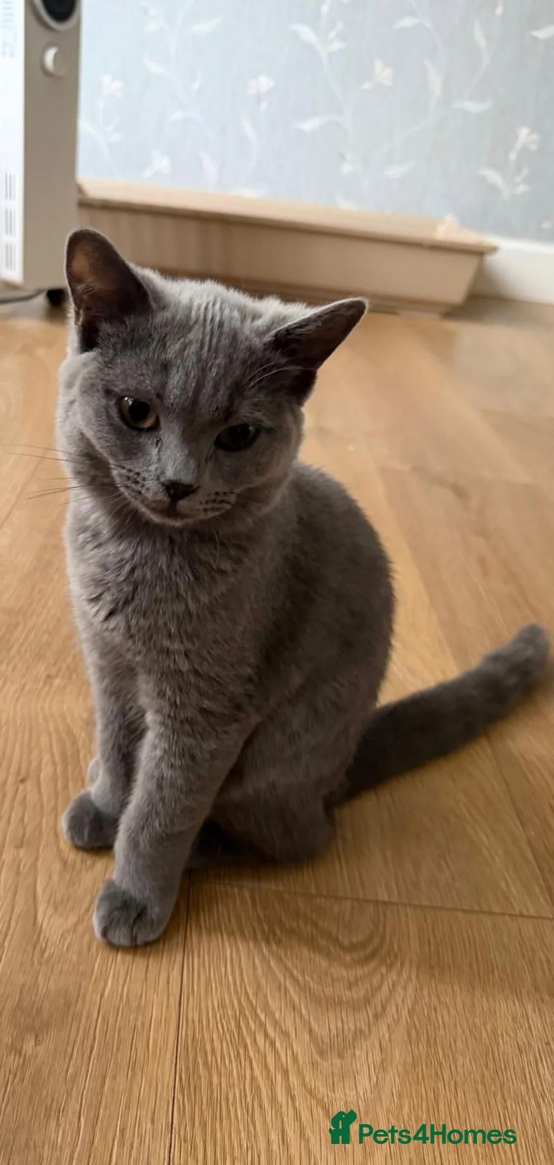 British Shorthair cats for sale: GGCF blue british shorthair kittens - Advert 9